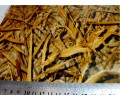 LC 086B