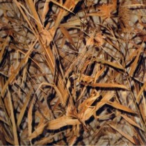 LC 086B